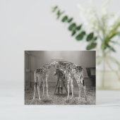 キリンポートレート, 1926 ポストカード (スタンド正面)