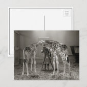 キリンポートレート, 1926 ポストカード (正面/裏面)