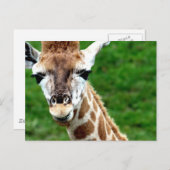 キリン写真はがき ポストカード (正面/裏面)