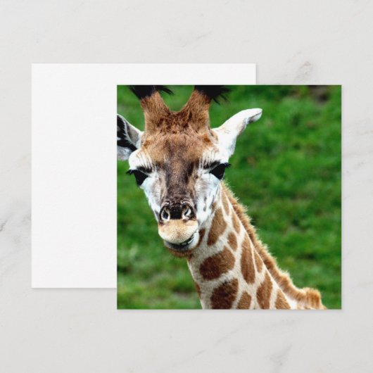 キリン写真招待状 招待状 (正面/裏面)