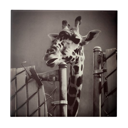 キリン写真 – ヴィンテージスタイル タイル (正面)