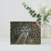 キリン子牛 ポストカード (スタンド正面)