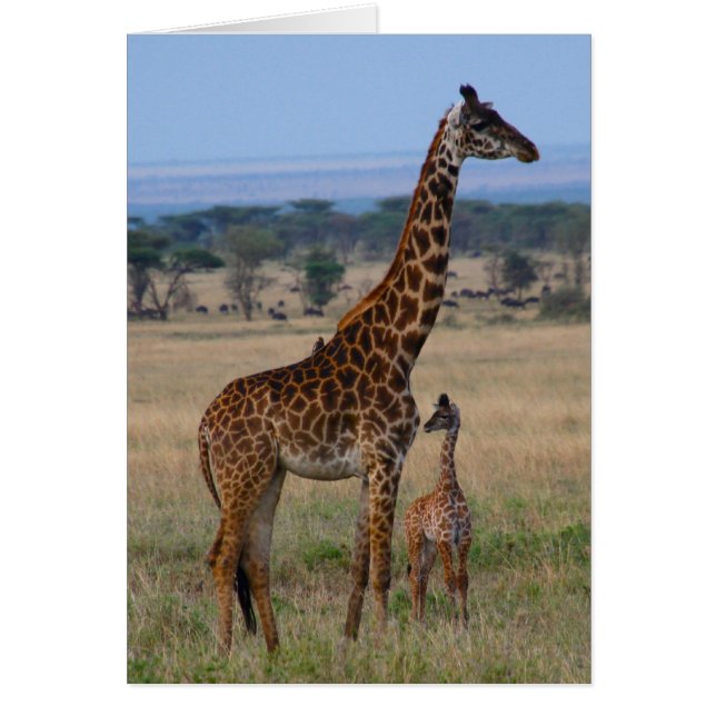 キリン家族 (正面)