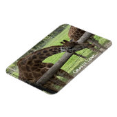 キリン愛… マグネット (左側)