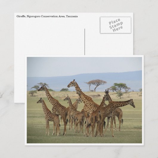 キリン採集 ポストカード (正面/裏面)