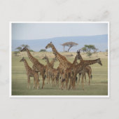 キリン採集 ポストカード (正面)