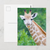 キリン接頭 ポストカード (正面/裏面)