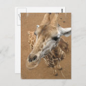 キリン注視はがき ポストカード (正面/裏面)