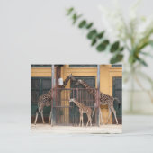 キリン科 ポストカード (スタンド正面)