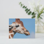 キリン縦断はがき ポストカード (スタンド正面)