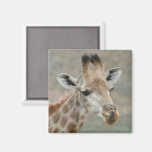 キリン舌磁石 マグネット (正面/裏面)