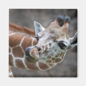 キリン舌磁石 マグネット (正面)