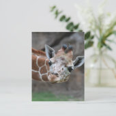 キリン葉書 ポストカード (スタンド正面)