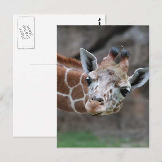 キリン葉書 ポストカード (正面/裏面)