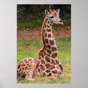 キリン野生動物の写真 ポスター