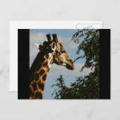 キリン野生生物サファリポストカード ポストカード (正面/裏面)