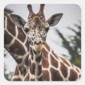 キリン頭キリン毛皮プリントアフリカ動物 スクエアシール (正面)