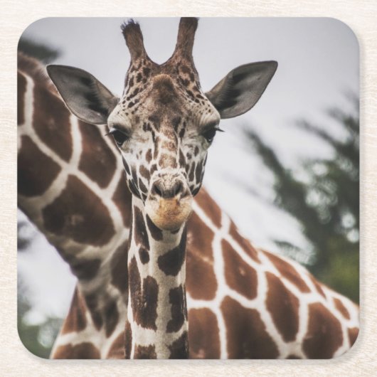 キリン頭キリン毛皮プリントアフリカ動物 スクエアペーパーコースター (正面)