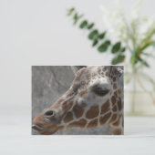 キリン頭 ポストカード (スタンド正面)