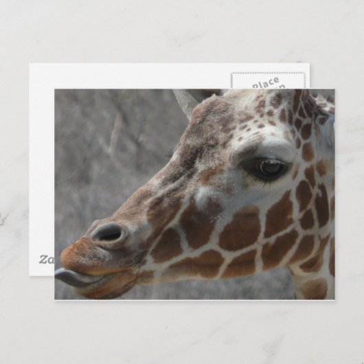 キリン頭 ポストカード (正面/裏面)