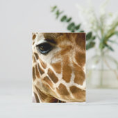 キリン顔アップ |野生動物の自然写真 ポストカード (スタンド正面)