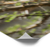 キリン食べ物を与えのアカシアの枝 ポスター (角)