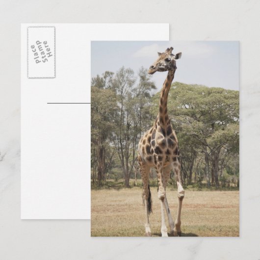 キリン5 ポストカード (正面/裏面)