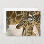 キリン・はがき ポストカード (正面/裏面)