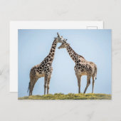 キリン・カップルポートレートアオブザブルースカイ ポストカード (正面/裏面)