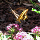 キリン キャンバスプリント