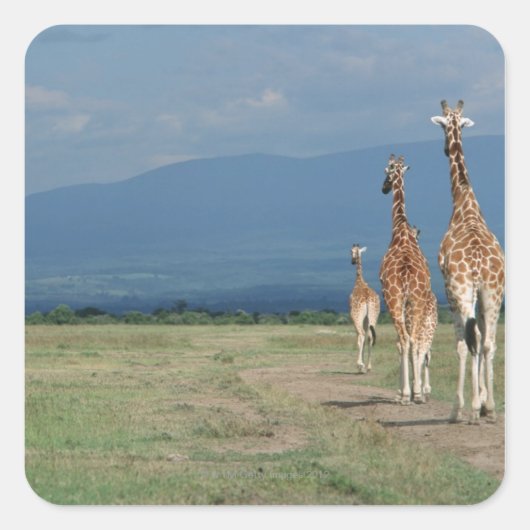 キリン（キラファカメロパルダリス） 2 スクエアシール (正面)