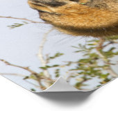 キリン、クルーガー国立公園、南アフリカ ポスター (角)