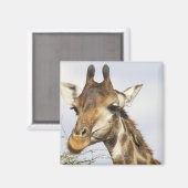 キリン、クルーガー国立公園、南アフリカ マグネット (正面/裏面)