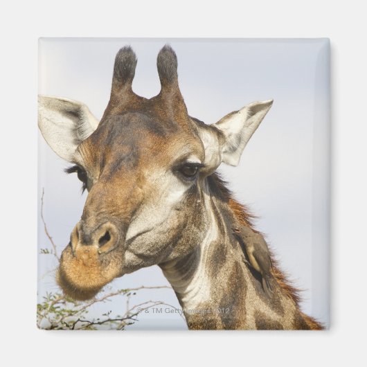 キリン、クルーガー国立公園、南アフリカ マグネット (正面)