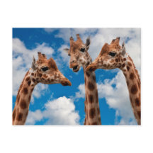 キリン・ゴシップ・ガールズ