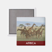 キリン・サファリ マグネット (正面/裏面)