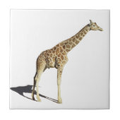 キリン タイル (正面)