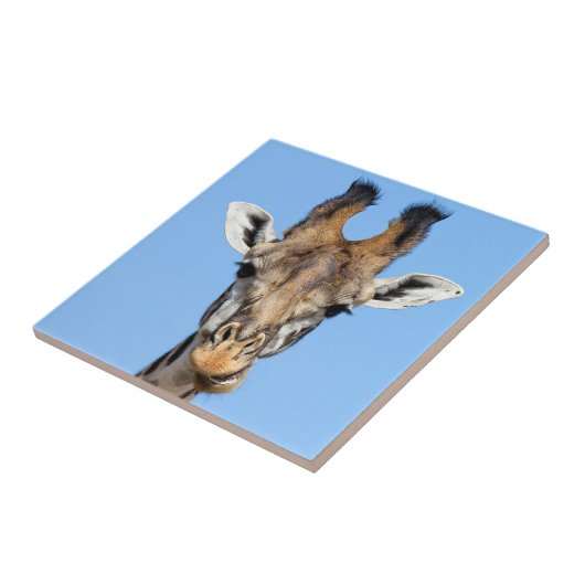 キリン タイル (側面)