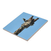 キリン タイル (側面)