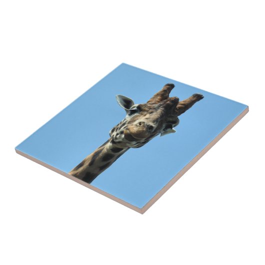 キリン タイル (側面)