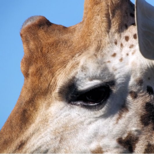 キリン ハンドファン