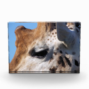 キリン フォトブロック