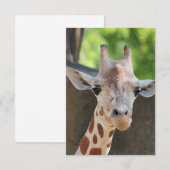 キリン ポストカード (正面/裏面)