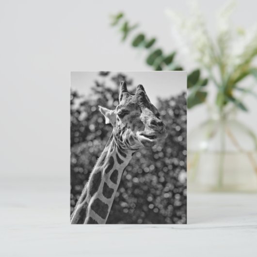 キリン ポストカード (スタンド正面)