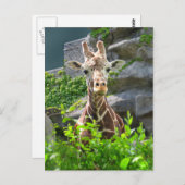 キリン ポストカード (正面/裏面)