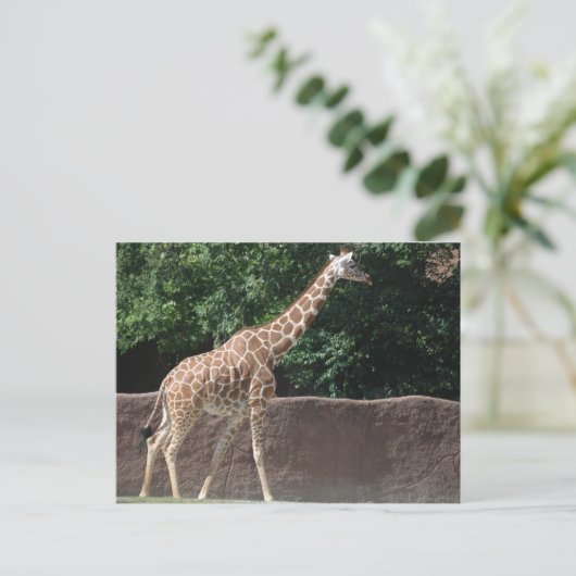 キリン ポストカード (スタンド正面)