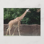 キリン ポストカード (正面)