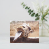 キリン ポストカード (スタンド正面)