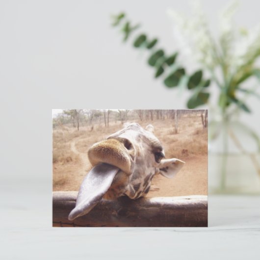 キリン ポストカード (スタンド正面)