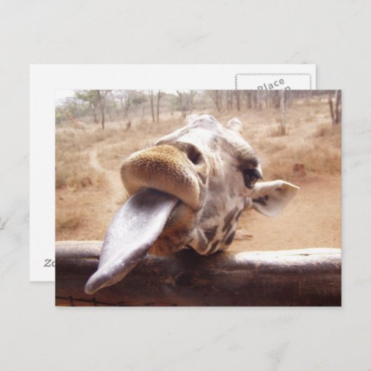 キリン ポストカード (正面/裏面)